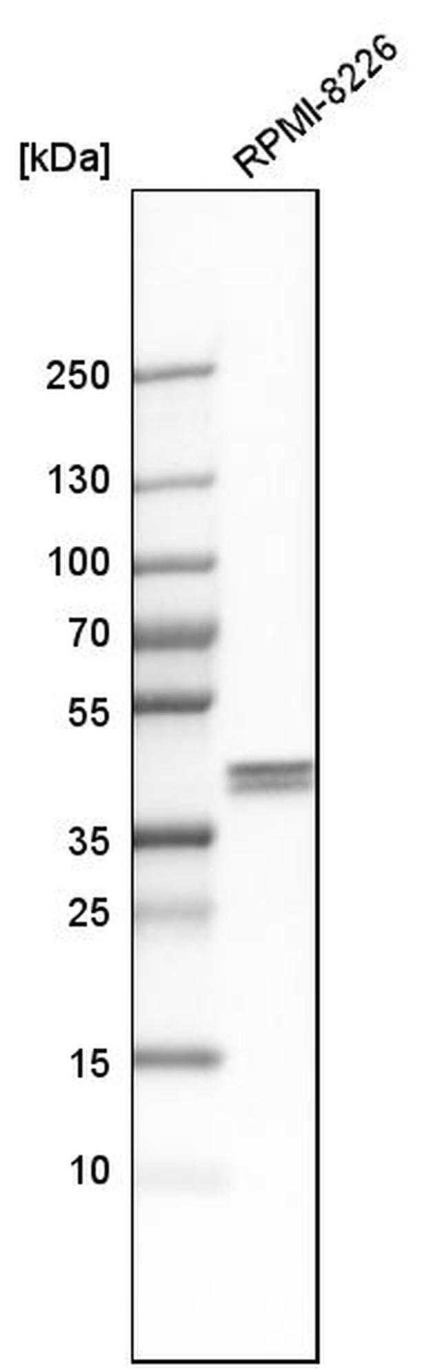 AUP1 Antibody in Western Blot (WB)