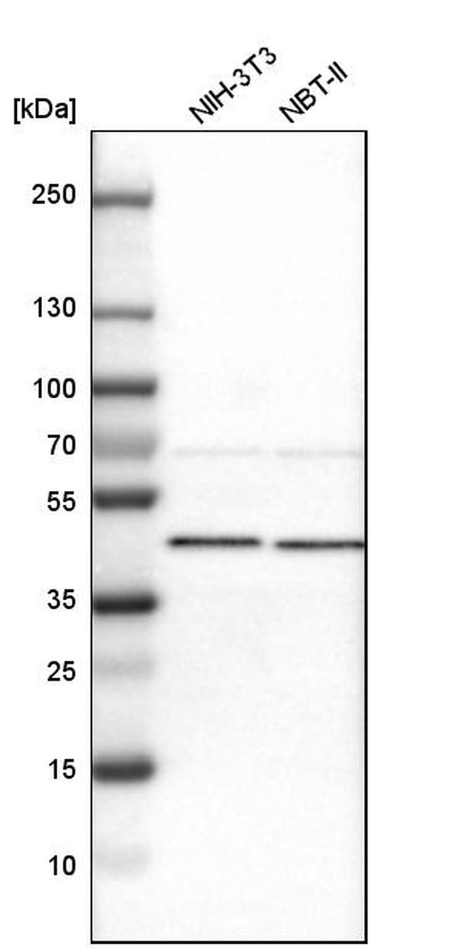 AUP1 Antibody in Western Blot (WB)