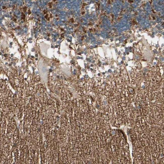 MANSC1 Antibody in Immunohistochemistry (IHC)