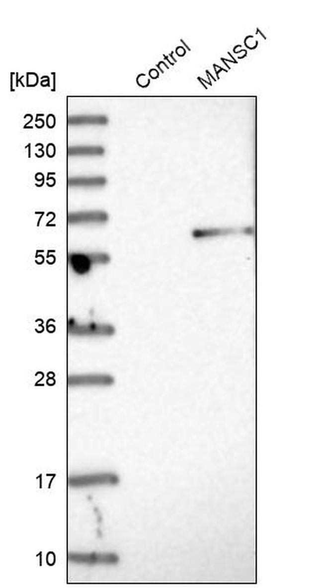 MANSC1 Antibody in Western Blot (WB)