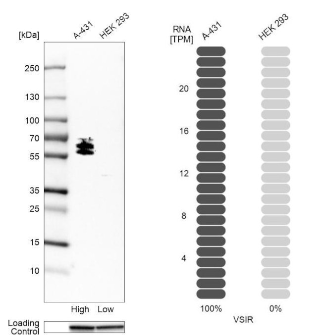 VISTA Antibody