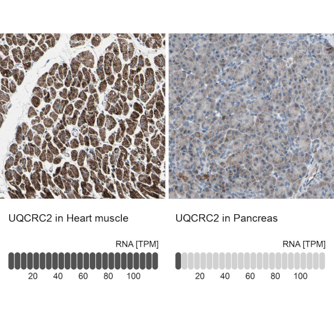 UQCRC2 Antibody