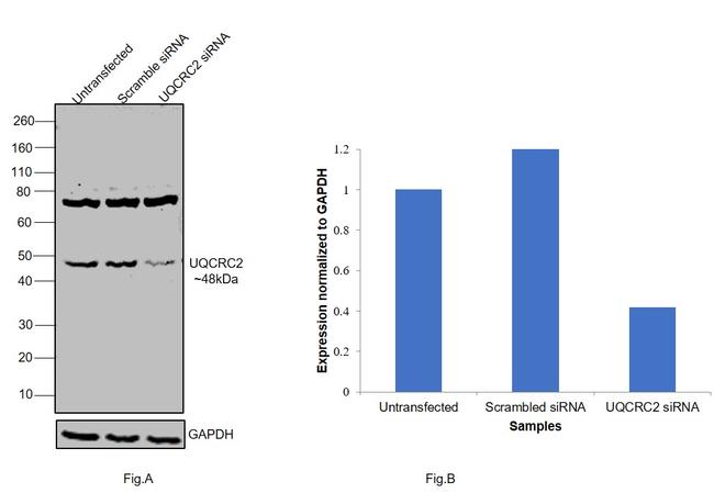 UQCRC2 Antibody in Western Blot (WB)