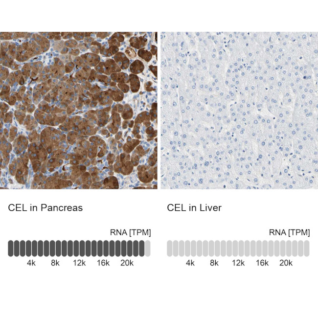 CEL Antibody