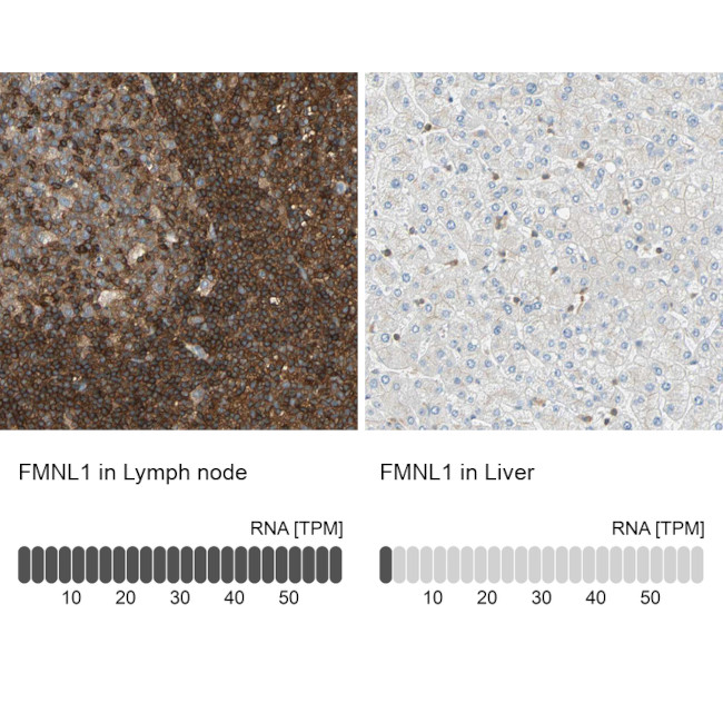 FMNL1 Antibody