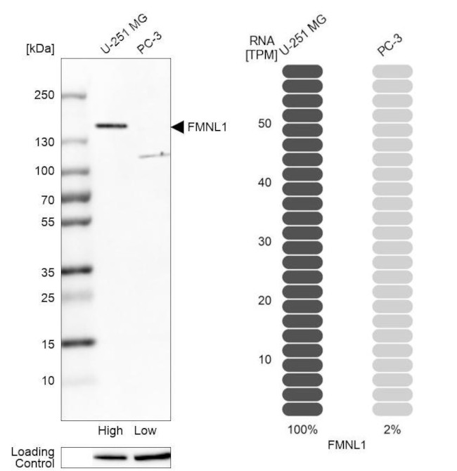 FMNL1 Antibody