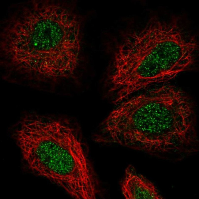 TSKU Antibody in Immunocytochemistry (ICC/IF)