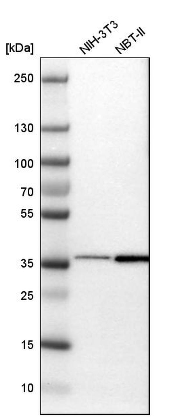 TSKU Antibody in Western Blot (WB)