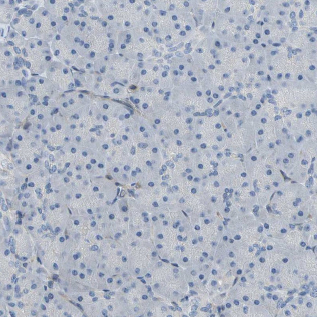 CRTAC1 Antibody in Immunohistochemistry (IHC)