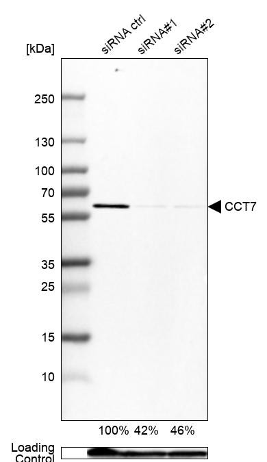 TCP-1 eta Antibody