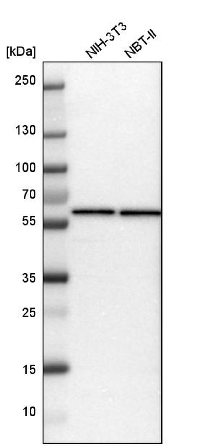 TCP-1 eta Antibody in Western Blot (WB)