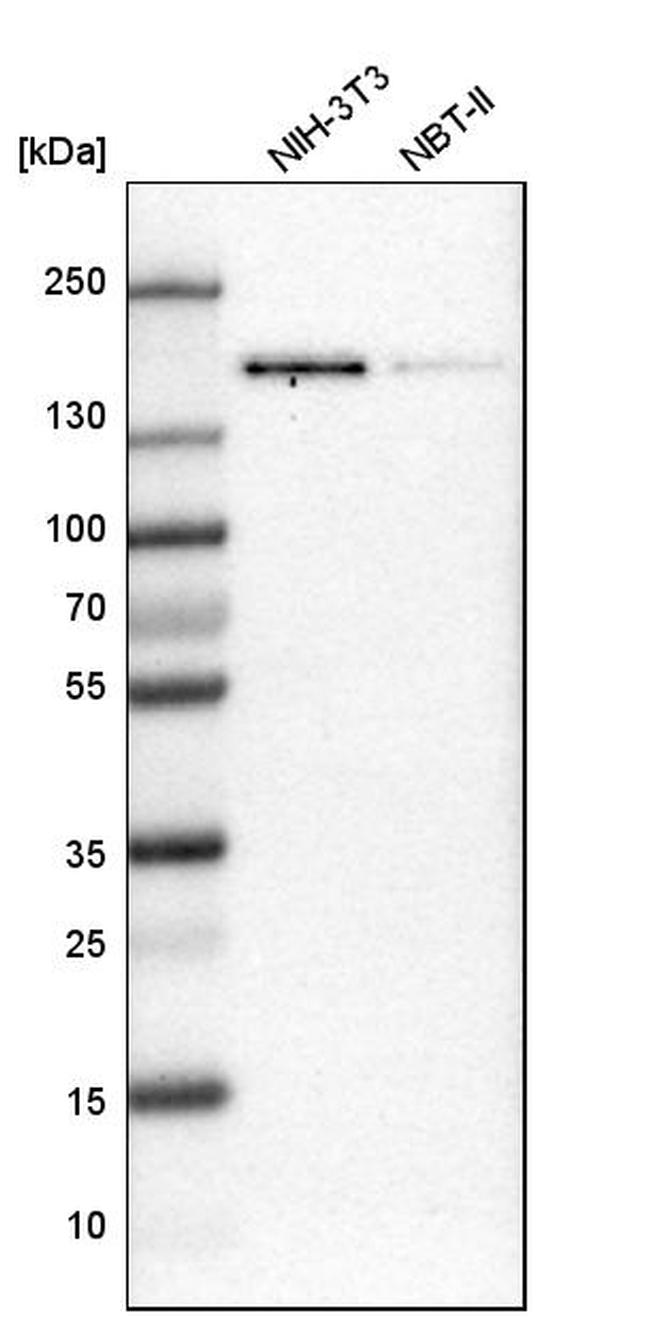 TMF1 Antibody in Western Blot (WB)