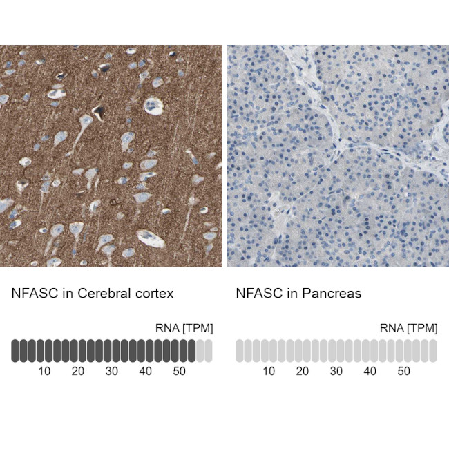 Neurofascin Antibody