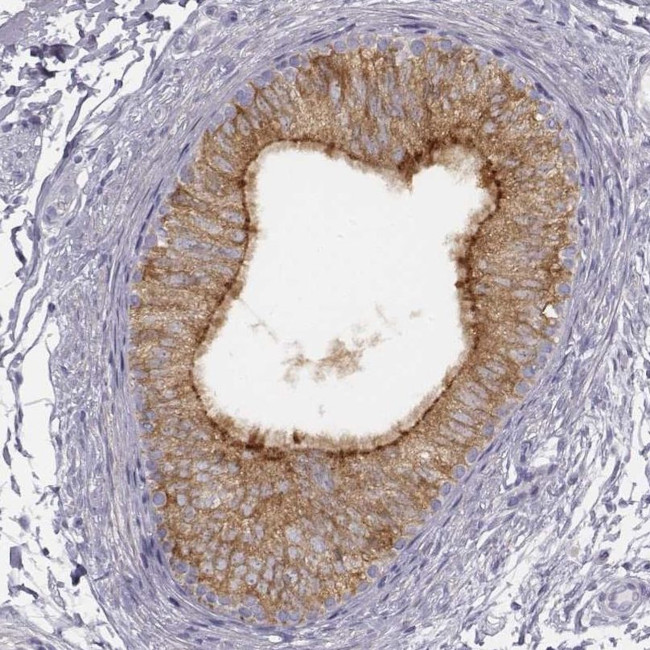 ADAM7 Antibody in Immunohistochemistry (IHC)