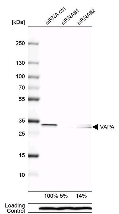 VAPA Antibody