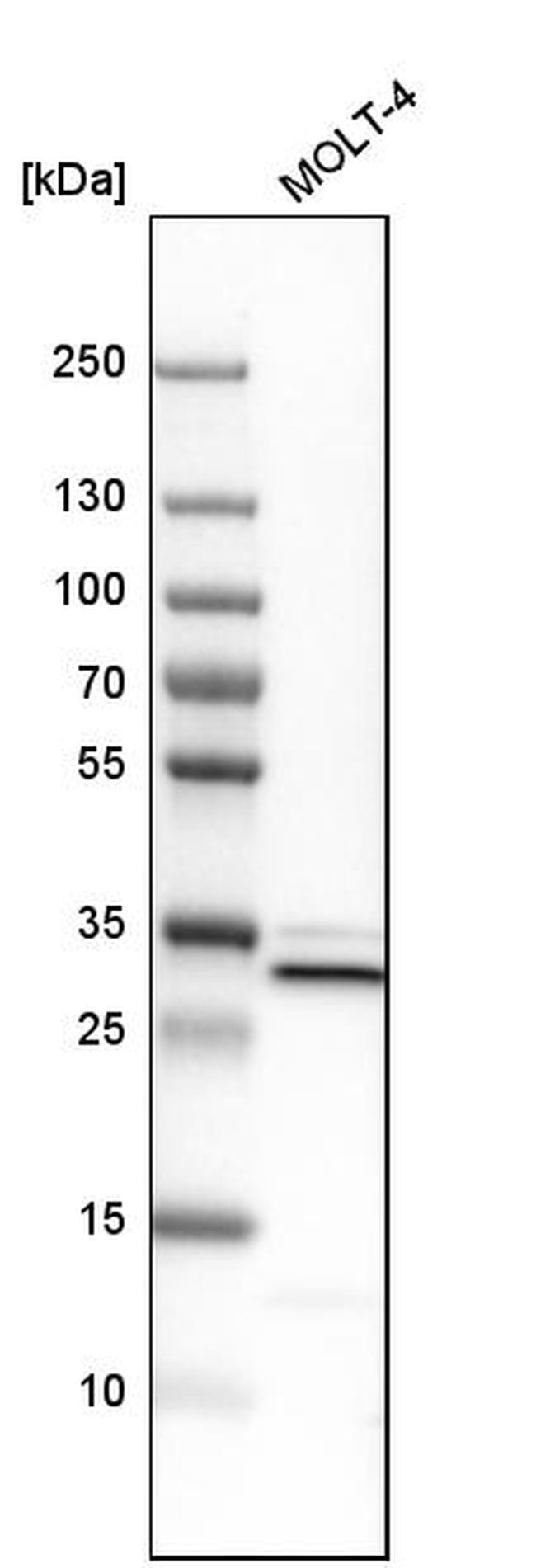 VAPA Antibody in Western Blot (WB)