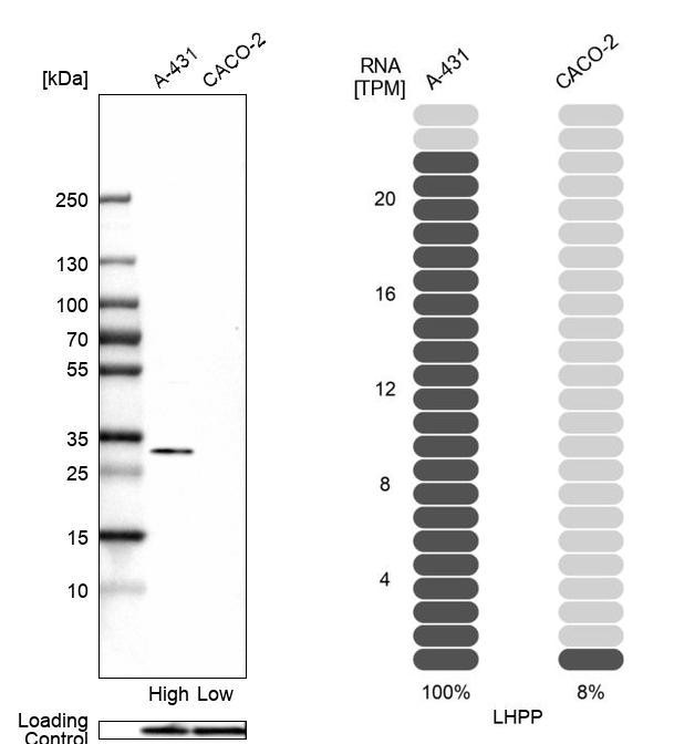 LHPP Antibody