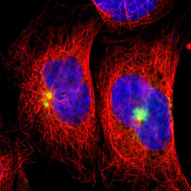 OAZ1 Antibody in Immunocytochemistry (ICC/IF)