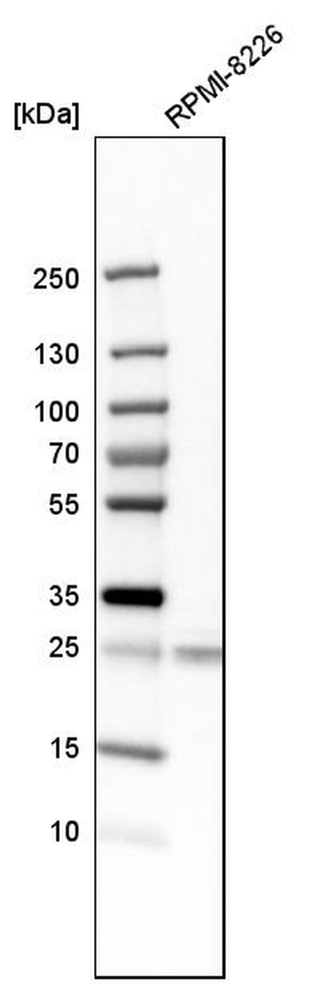 NDFIP1 Antibody in Western Blot (WB)