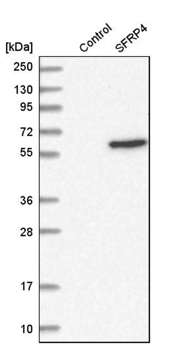 SFRP4 Antibody in Western Blot (WB)