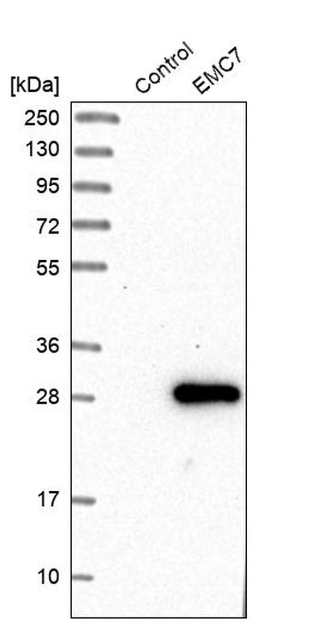 EMC7 Antibody in Western Blot (WB)