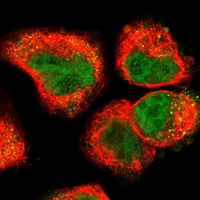 UPK3B Antibody in Immunocytochemistry (ICC/IF)