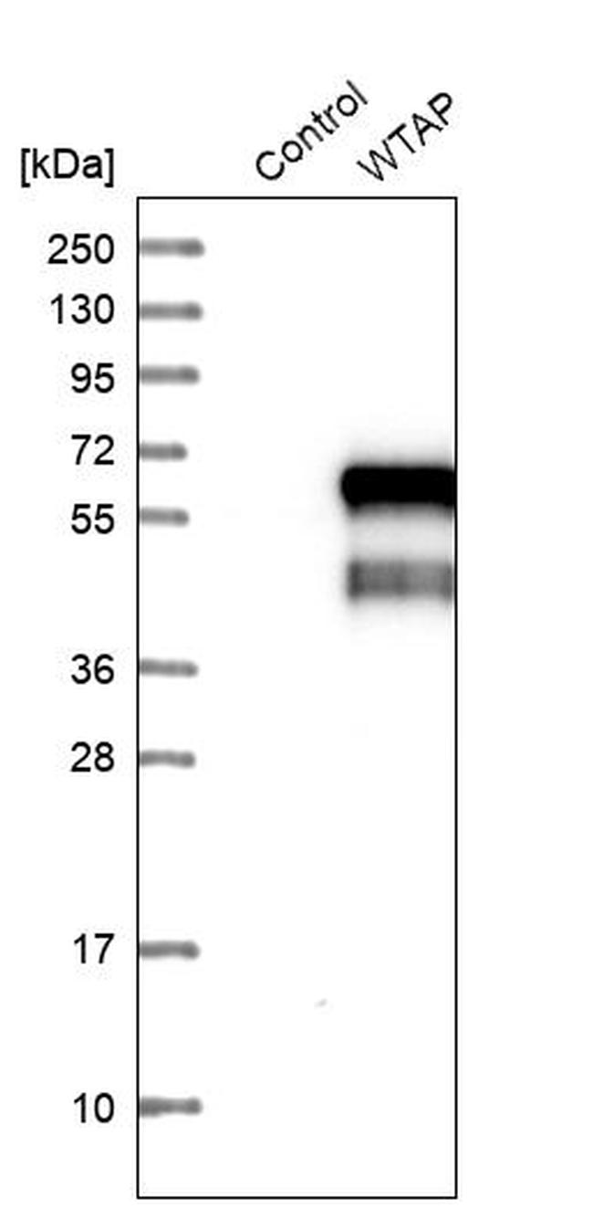 WTAP Antibody in Western Blot (WB)