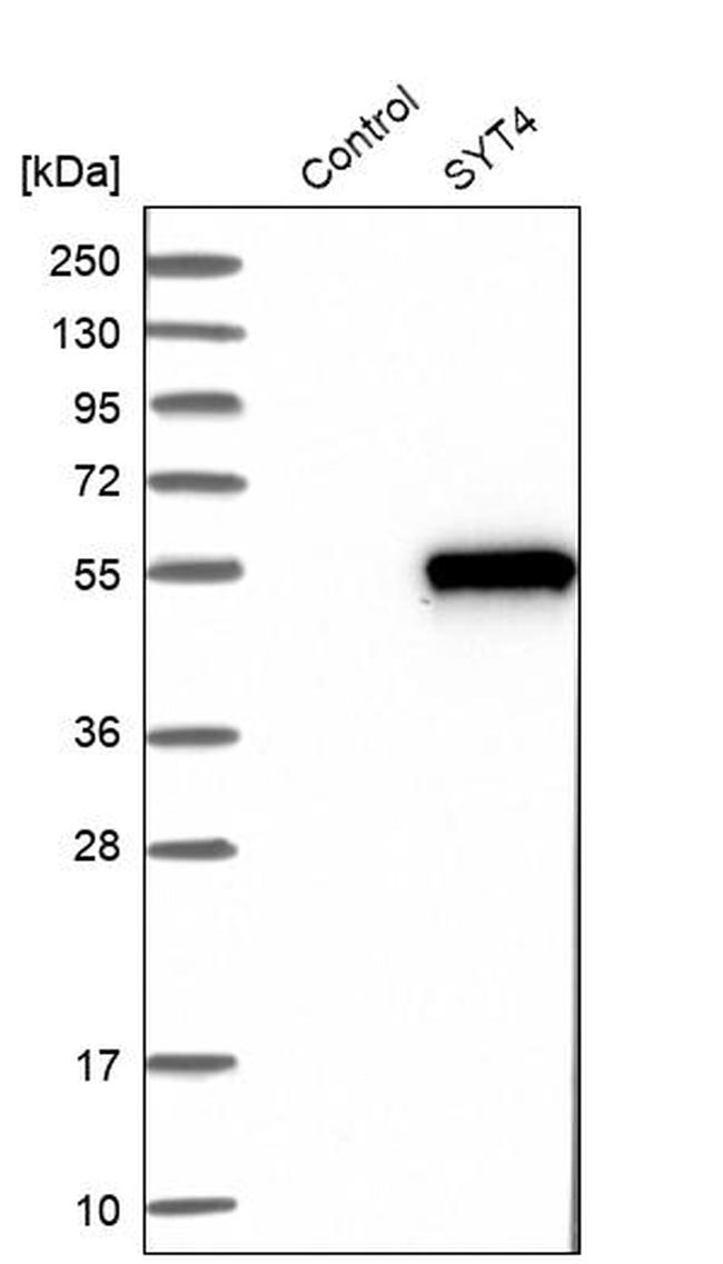 Synaptotagmin 4 Antibody in Western Blot (WB)