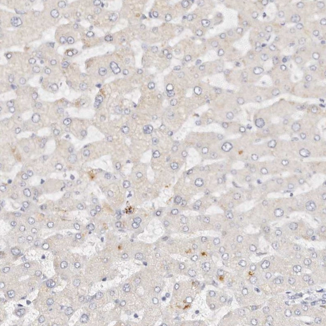 DNASE1 Antibody in Immunohistochemistry (IHC)