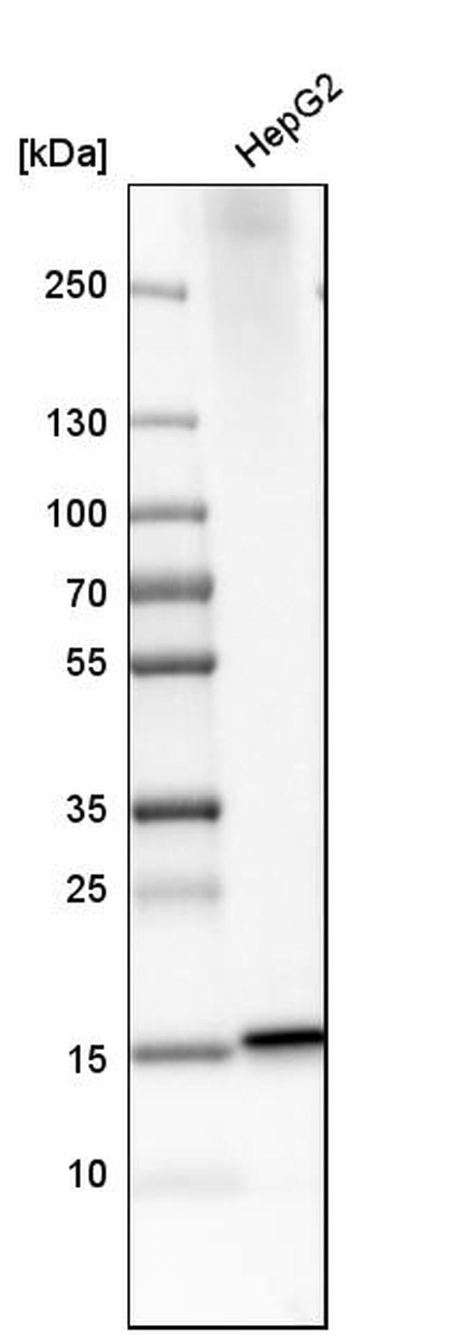 MGST2 Antibody in Western Blot (WB)