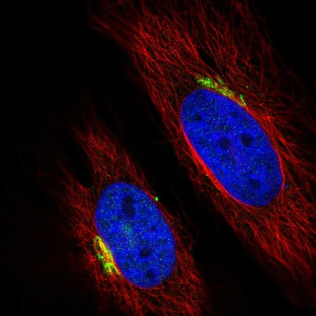 B4GALT1 Antibody in Immunocytochemistry (ICC/IF)