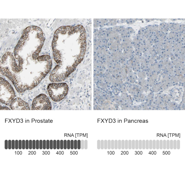 FXYD3 Antibody