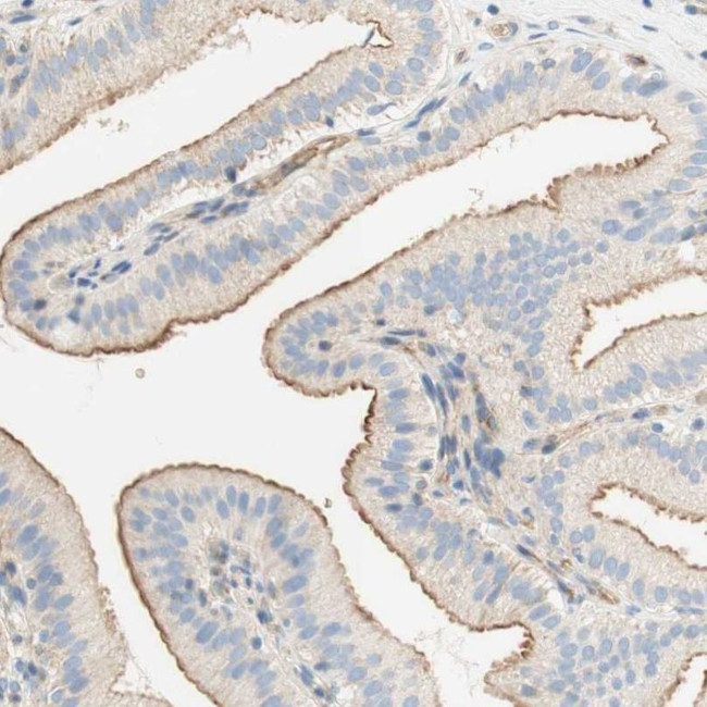 Stomatin Antibody in Immunohistochemistry (IHC)