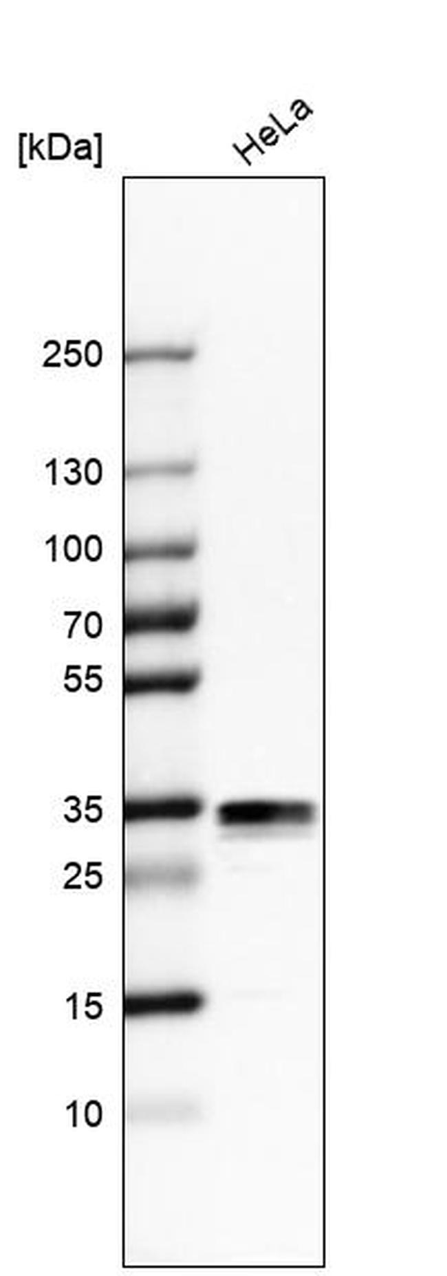 Stomatin Antibody in Western Blot (WB)