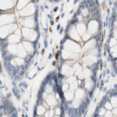 MANEA Antibody in Immunohistochemistry (IHC)