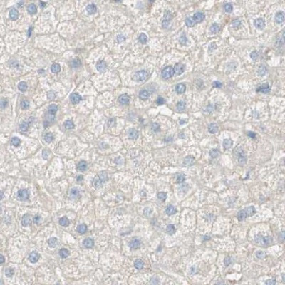 MANEA Antibody in Immunohistochemistry (IHC)