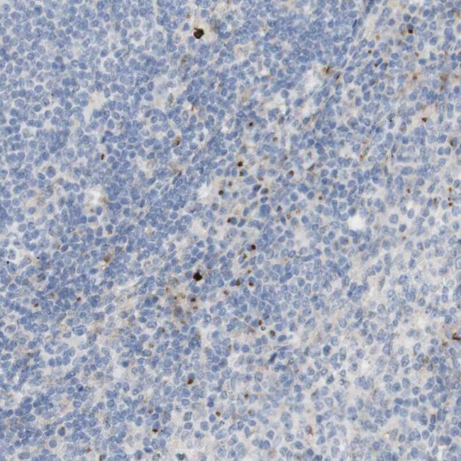 MANEA Antibody in Immunohistochemistry (IHC)