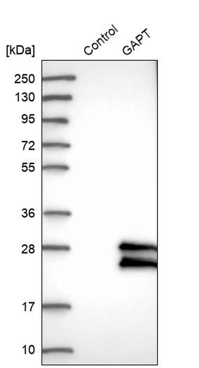 GAPT Antibody in Western Blot (WB)