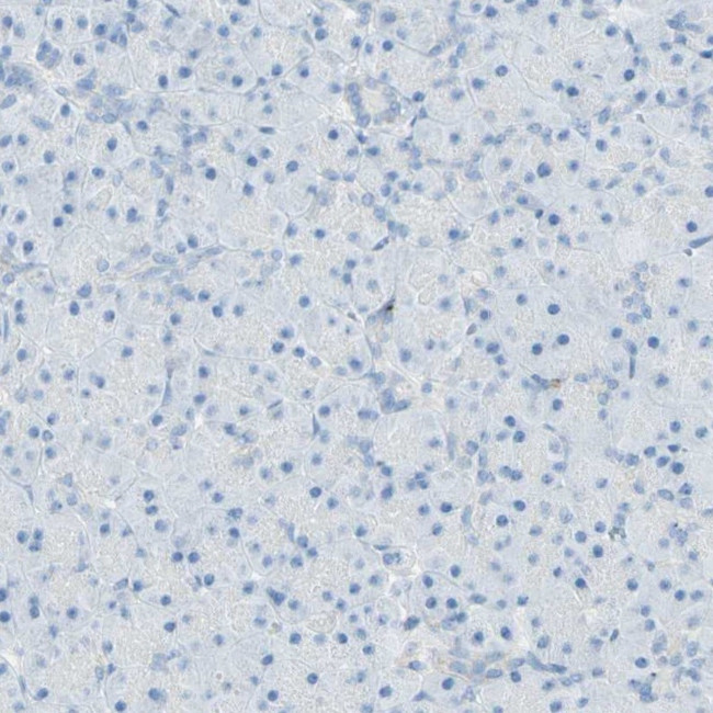 LETM1 Antibody in Immunohistochemistry (IHC)