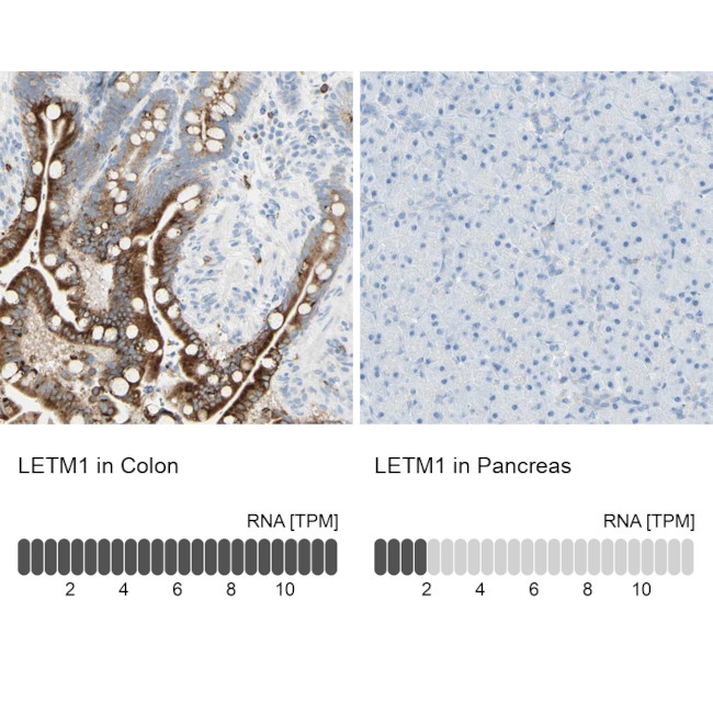 LETM1 Antibody