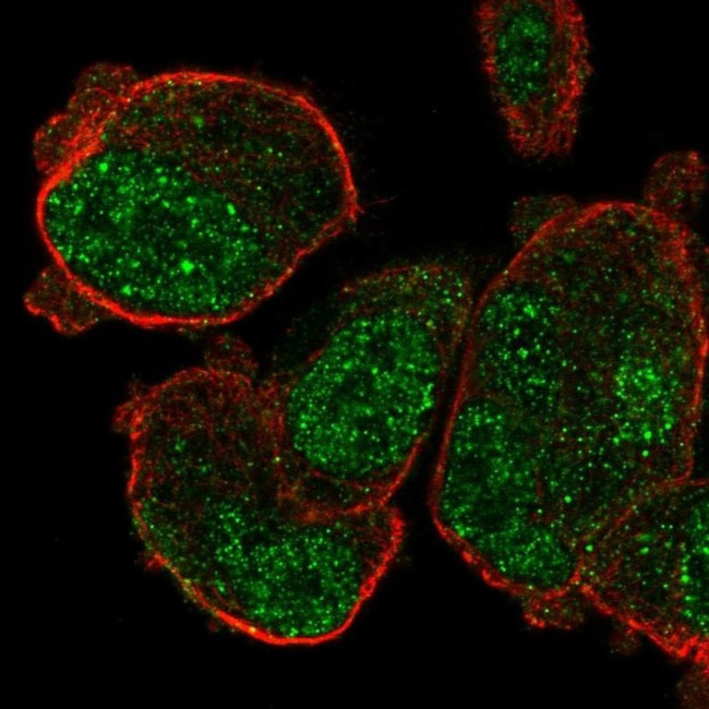 PASD1 Antibody in Immunocytochemistry (ICC/IF)