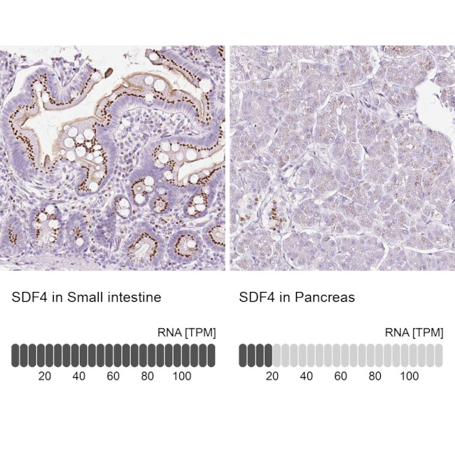 SDF4 Antibody