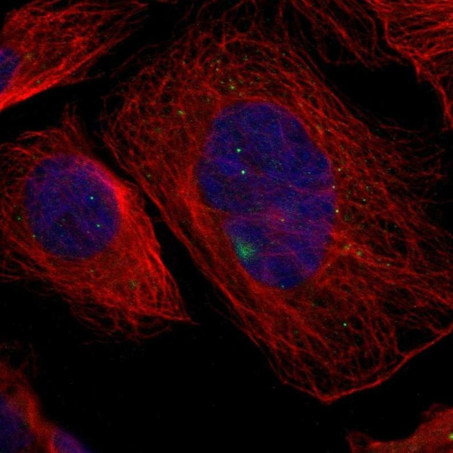 GCM1 Antibody in Immunocytochemistry (ICC/IF)