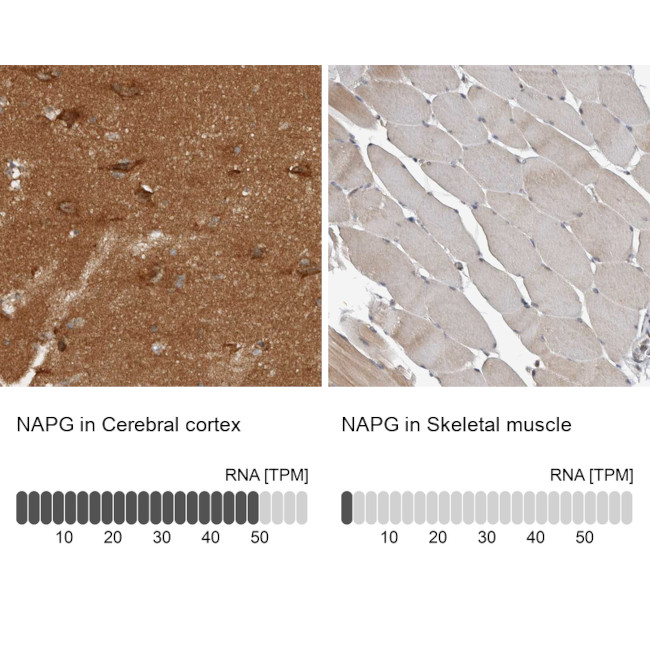 NAPG Antibody in Immunohistochemistry (IHC)