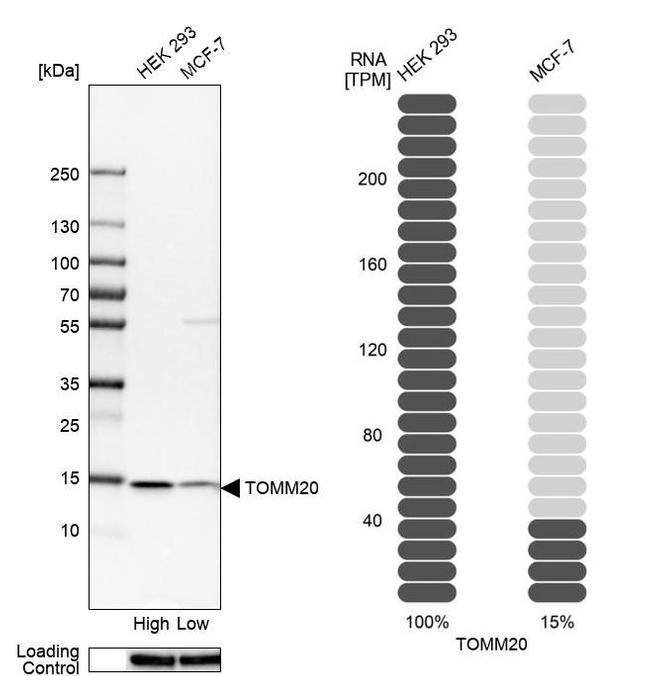 TOMM20 Antibody in Western Blot (WB)