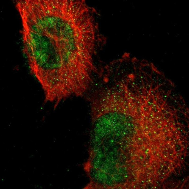 RFNG Antibody in Immunocytochemistry (ICC/IF)