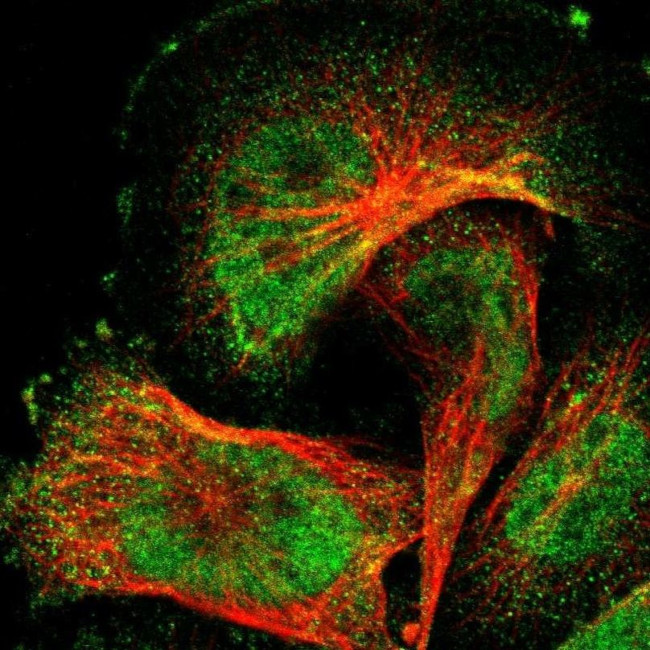 WBP5 Antibody in Immunocytochemistry (ICC/IF)