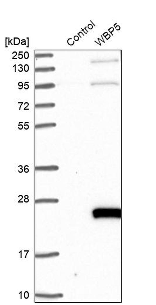 WBP5 Antibody in Western Blot (WB)