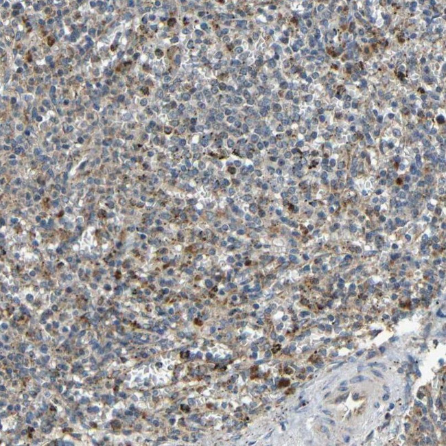 KAZALD1 Antibody in Immunohistochemistry (IHC)