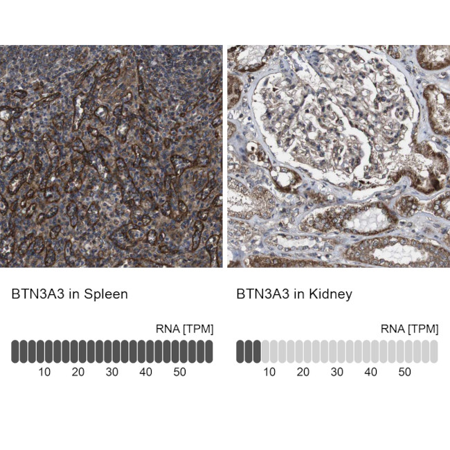 BTN3A3 Antibody